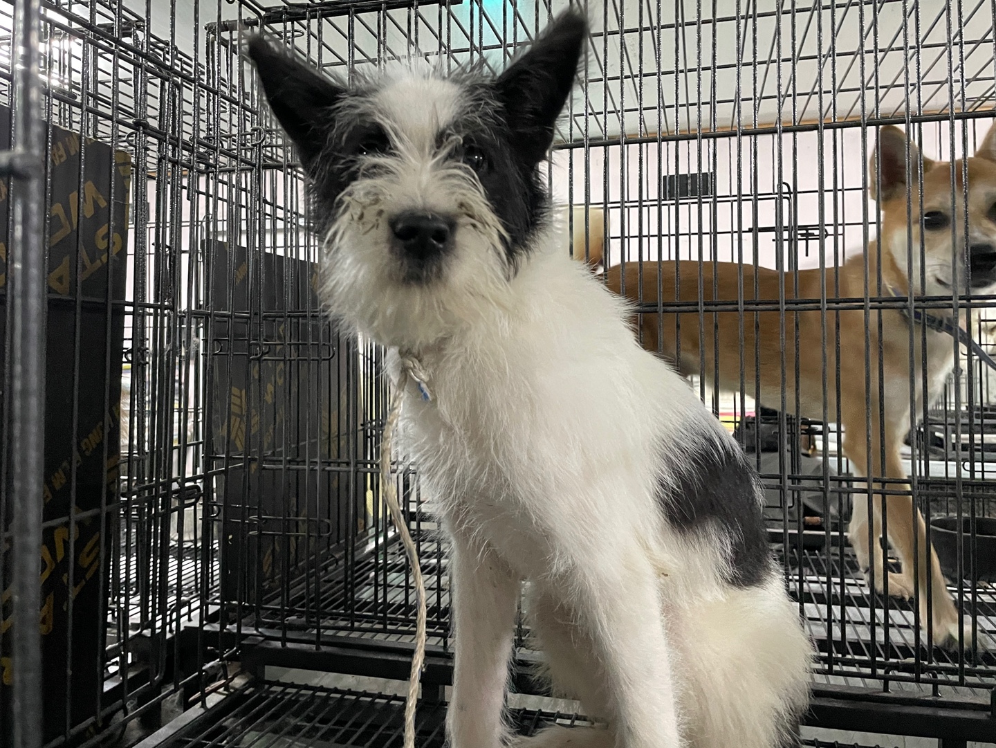 보호중 믹스견의 가…